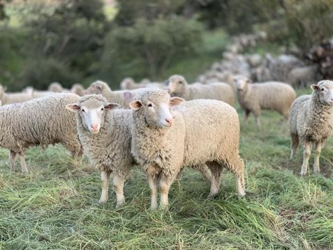 خلفيات خروف العيد صور عيد الأضحى للجوال