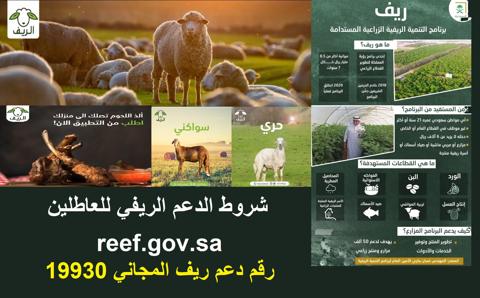 reef.gov.sa رابط وشروط تسجيل منصة دعم ريف sdb رقم ريف المجاني ودعم مربي الماشية