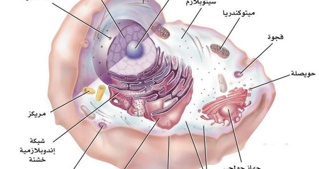 مكونات الخلية الحيوانية