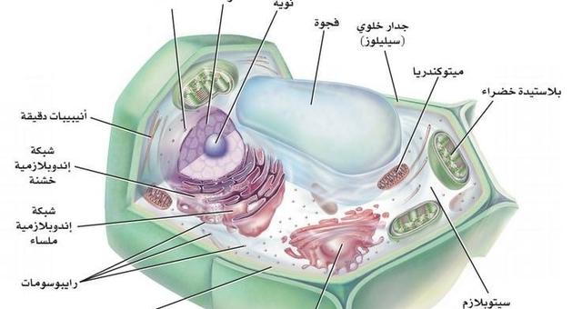 مكونات الخلية النباتية