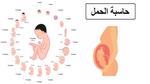 طريقة حساب موعد الولادة بالهجري والميلادي