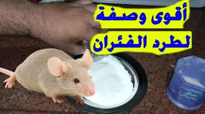 بدون استخدام أي مبيد.. طريقة طرد الفئران نهائيا