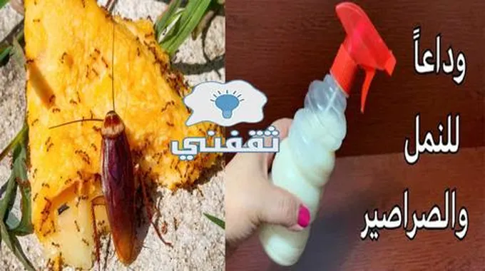 أقوى وصفة منزلية للقضاء على النمل والصراصير