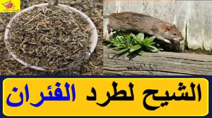 وداعا للفئران هتهرب دفعه واحده.. طرد الفئران