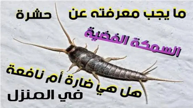 كيفية التخلص من حشرة السمك الفضي نهائيا