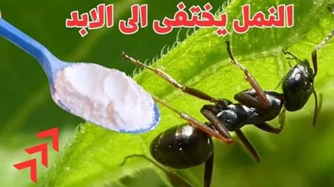 خلطة جبارة لطرد النمل والصراصير من المنزل