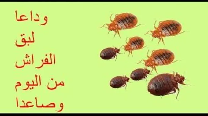 الحل النهائي الفعال للتخلص من حشرة البق