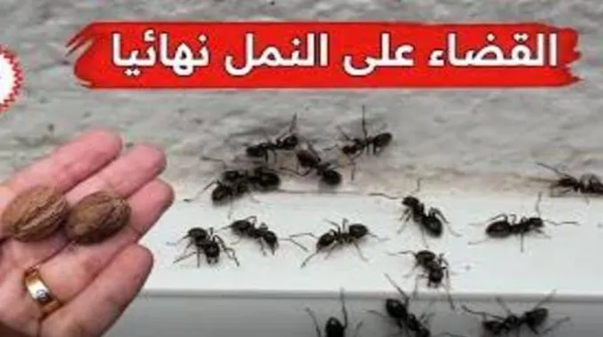 اقضي عليهم.. طريقة سحرية للقضاء على النمل وجميع