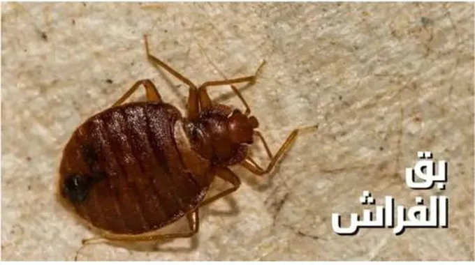 بدون مبيدات.. طريقة القضاء على بق الفراش نهائيا