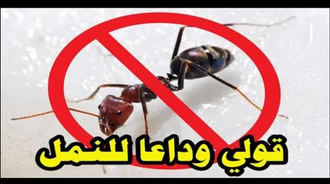 بدون اي مبيد.. طريقة القضاء على النمل نهائيا من