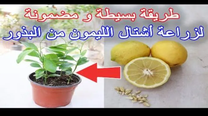 وداعاً لغلاء الأسعار.. طريقة زراعة الليمون