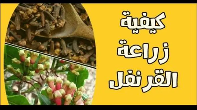 طريقة زراعة القرنفل في البيت بكل سهولة من