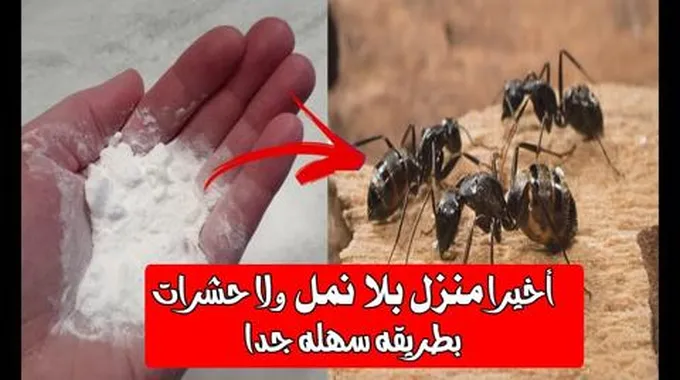 لو عندك نمل تعالي اقولك على طريقة للتخلص من