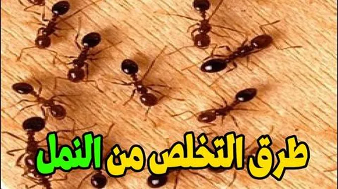 ولا نملة في بيتك.. مكون سحري للقضاء على النمل