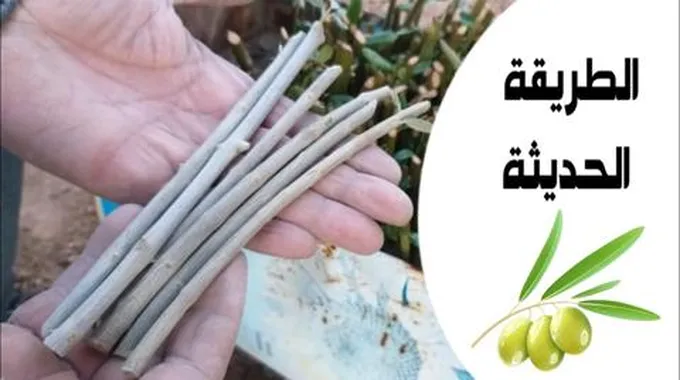 طريقة زراعة الزيتون في البيت بكل احترافية وبأقل