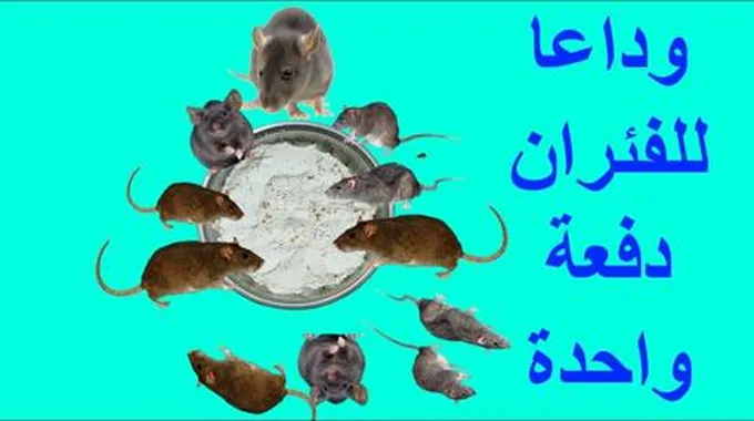 اسرع وصفة فى العالم.. التخلص من الفئران