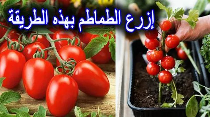 وداعا لغلاء الاسعار.. طريقة عبقرية لزراعة