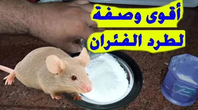 مكون سحري فعال لطرد الفئران من المنزل بدون لمسه