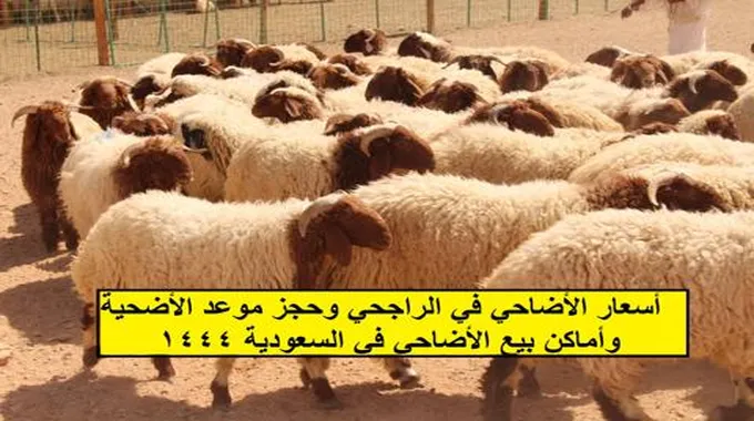 أسعار الأضاحي في الراجحي وحجز موعد الأضحية وأماكن بيع الأضاحي في السعودية 1444