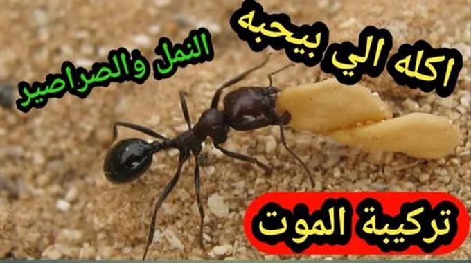 خلطة لعنة الفراعنة للتخلص من النمل والصراصير