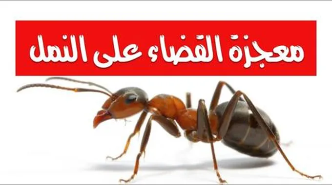 التخلص من النمل بطرق طبيعية وفعالة وآمنة 100%