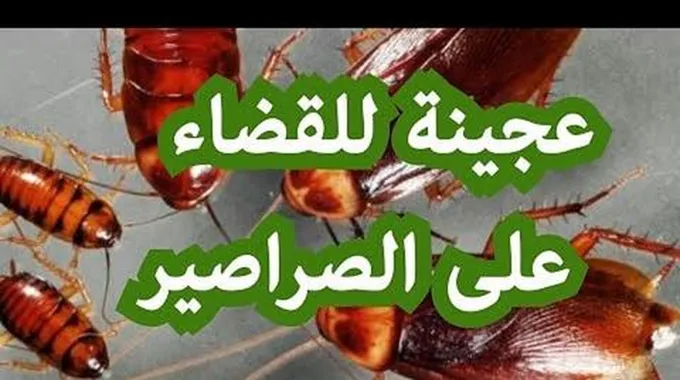 عجينه الصراصير السحريه للقضاء نهائيا على