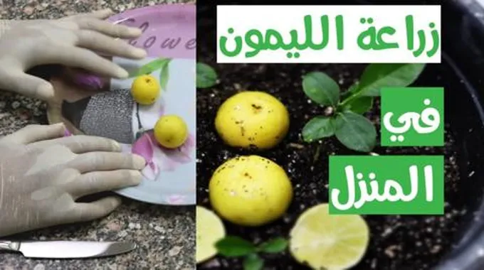 بدون تكاليف.. طريقة زراعة الليمون في المنزل