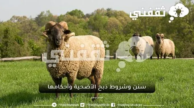 سنن وشروط ذبح الأضحية وأحكامها وكيفية اختيارها