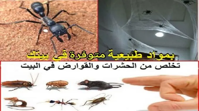 لكي لا تأتيك الصراصير من البلاعات هكذا تطردها