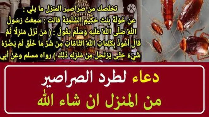 تخلص من الصراصير والنمل في المنزل بأبسط الأشياء