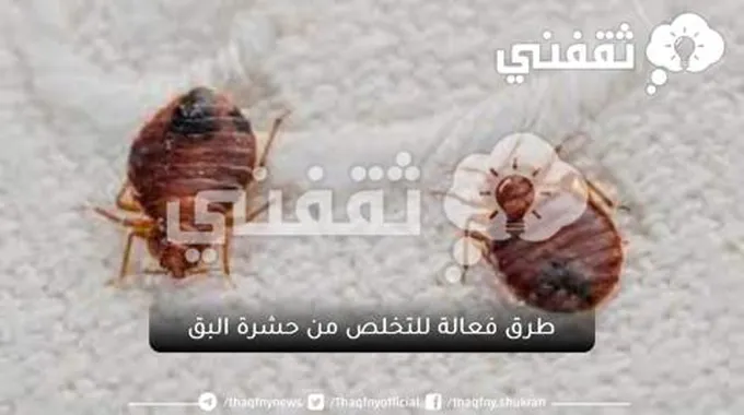 إزاي نتخلص من حشرة البق الصغيرة بدون تعب