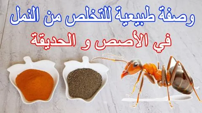 زجاجة من هذا المكون وخلاص.. طريقة التخلص من