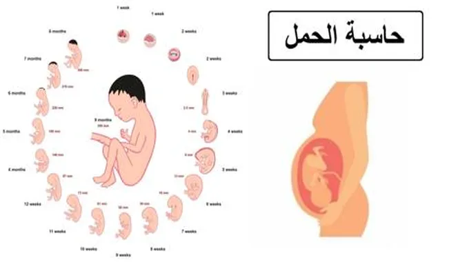 طريقة حساب موعد الولادة بالهجري والميلادي