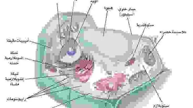 التباين المذهل بين خلايا النبات والحيوان