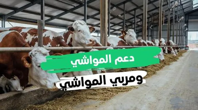 هل يؤثر التسجيل في دعم المواشي على حساب المواطن