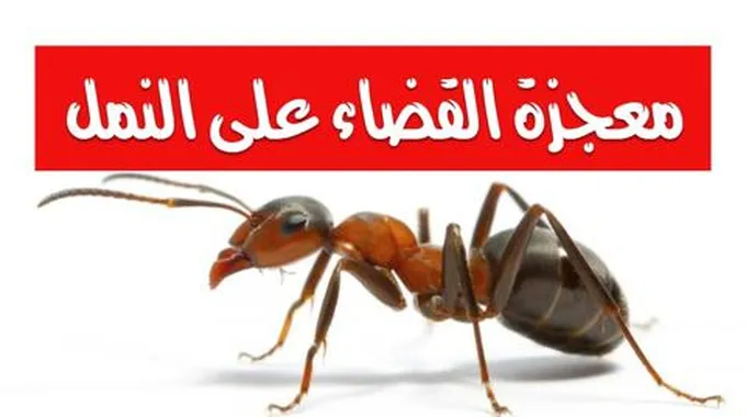 مكون كالسحر لطرد الذباب والنمل من المنزل نهائيا