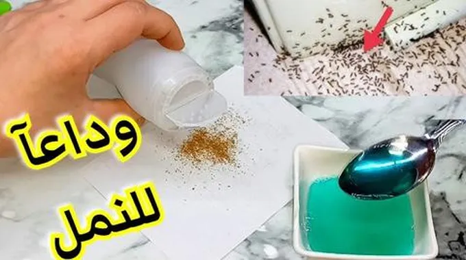 خلاص جبنالك الحل.. طريقة سحرية لطرد النمل