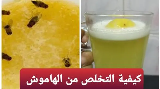 مكون عجيب بمطبخك لطرد الهاموش والناموس نهائيا