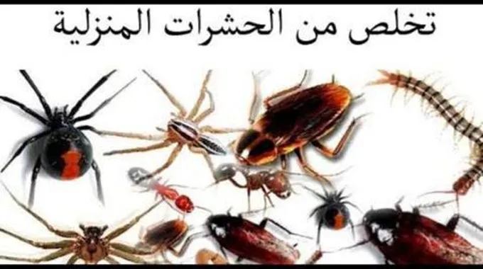 كيفية القضاء على النمل والصراصير الموجود في